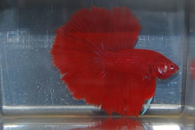 12-betta rouge.jpg