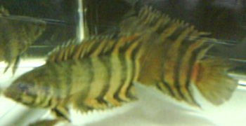 Microctenopoma ansorgii